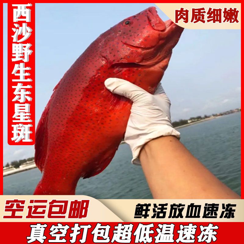 海南東星斑