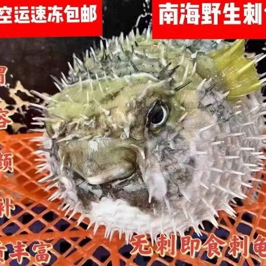 Hainan spine turtle fish skin