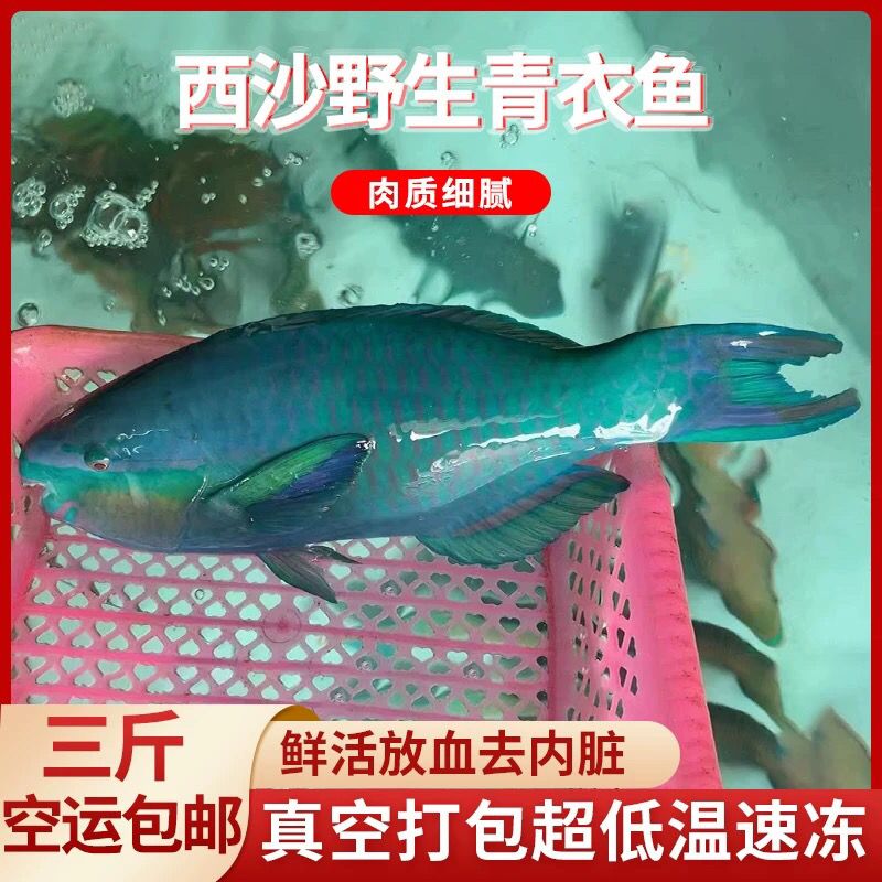 Hainan Green Wrasse