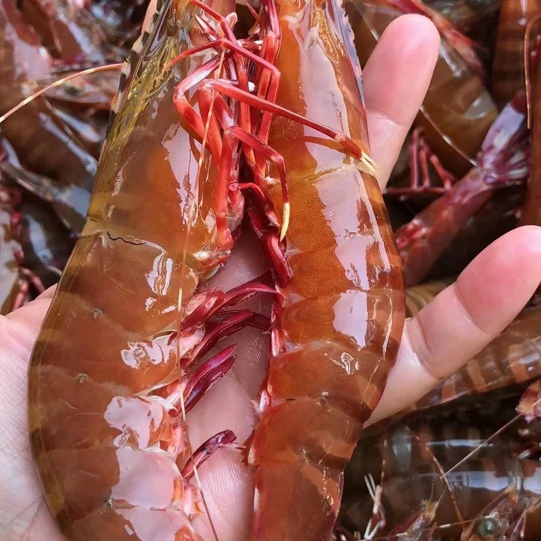 Hainan Red-legged Shrimp