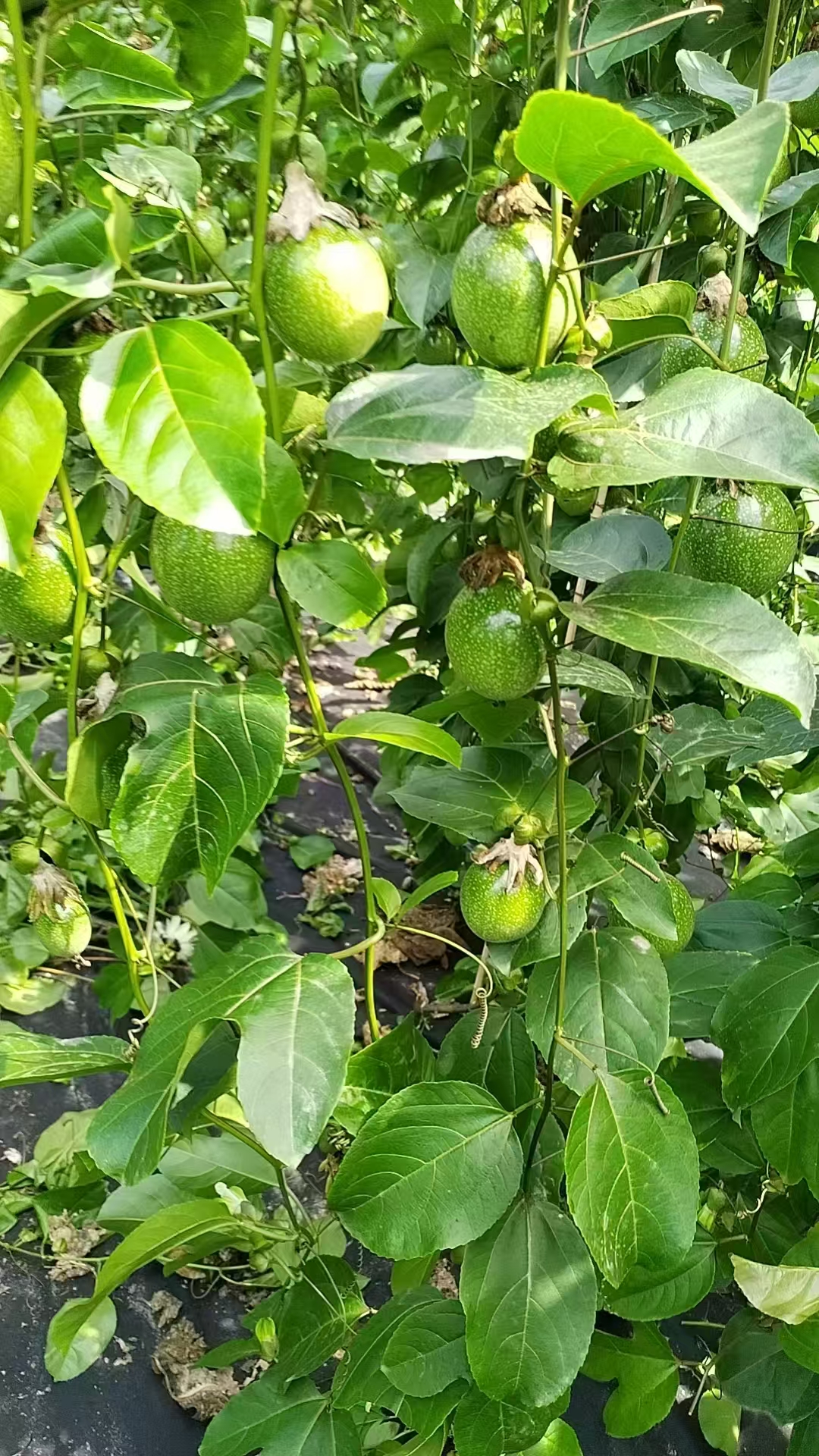Qinmi · Shuomi Passion Fruit