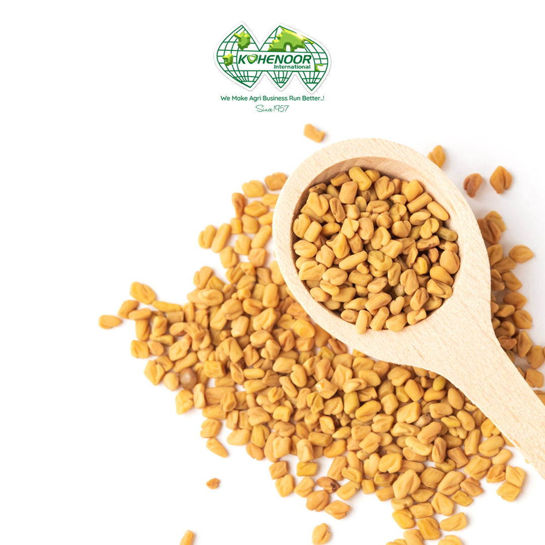 Fenugreek 3.jpg