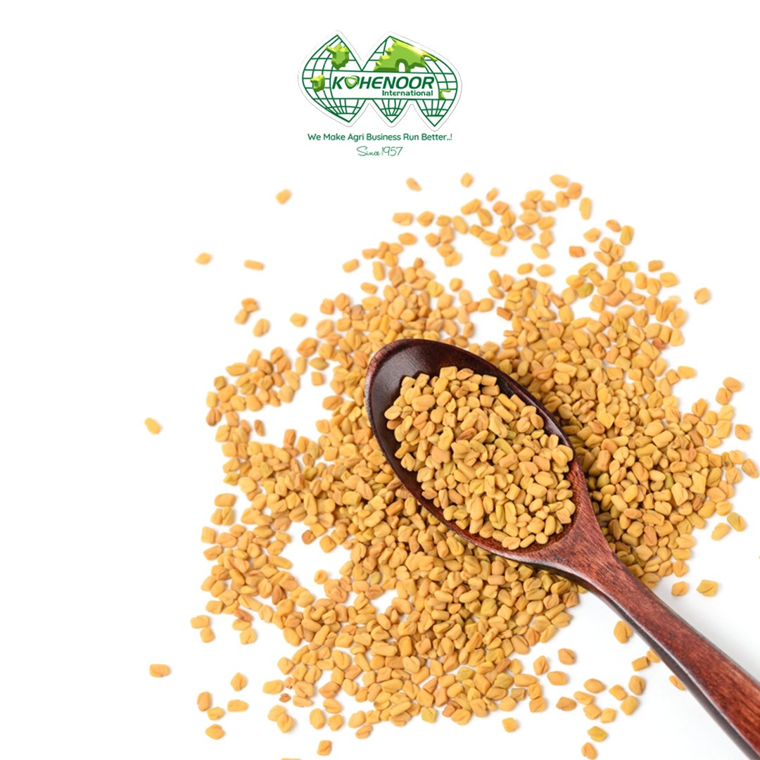 Fenugreek 2.jpg