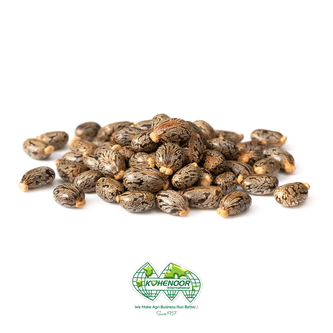 Castor seeds