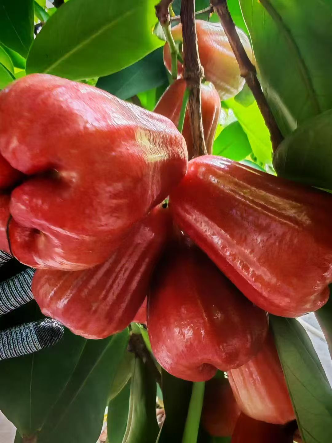 Black Diamond Wax Apple