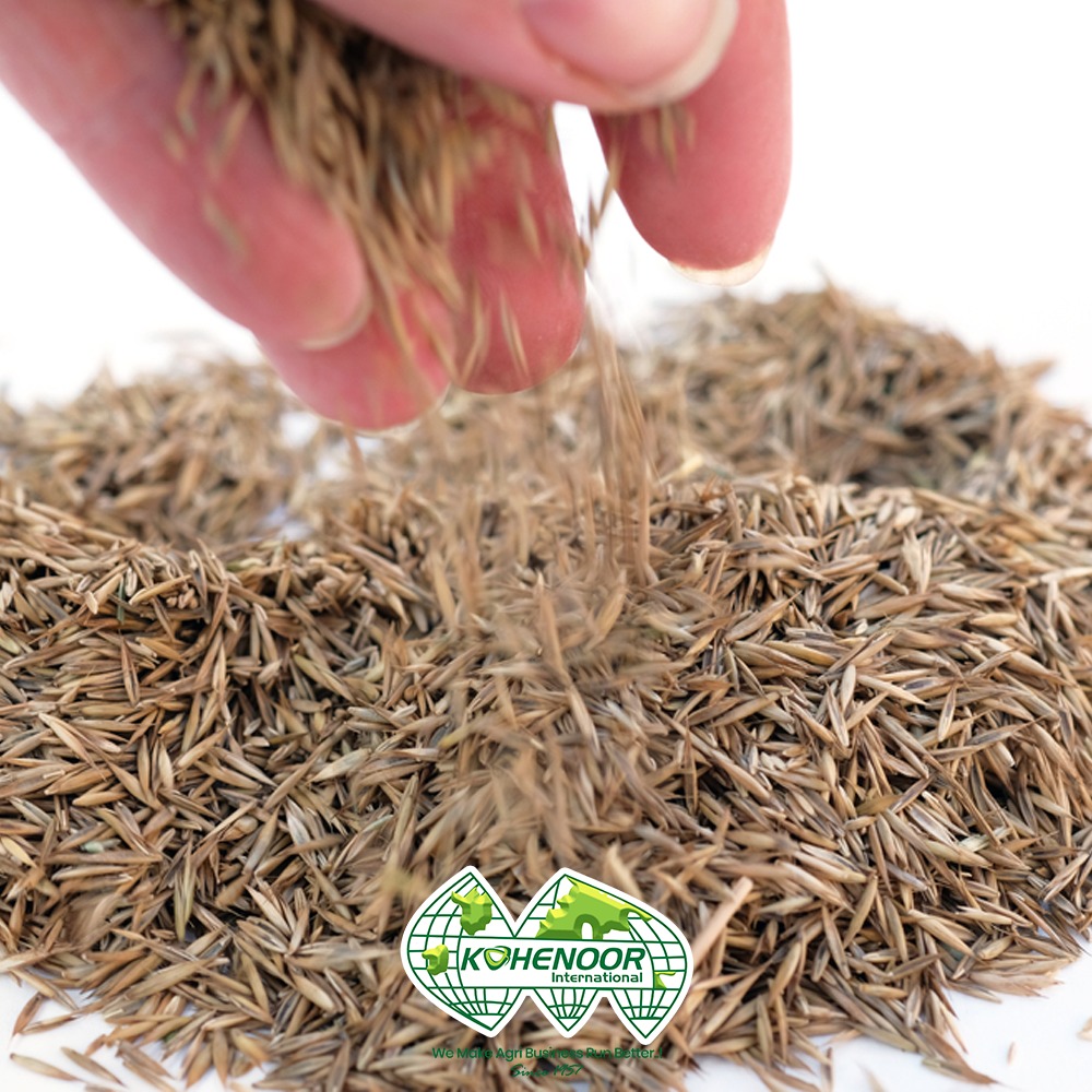 Ryegrass 5.jpeg
