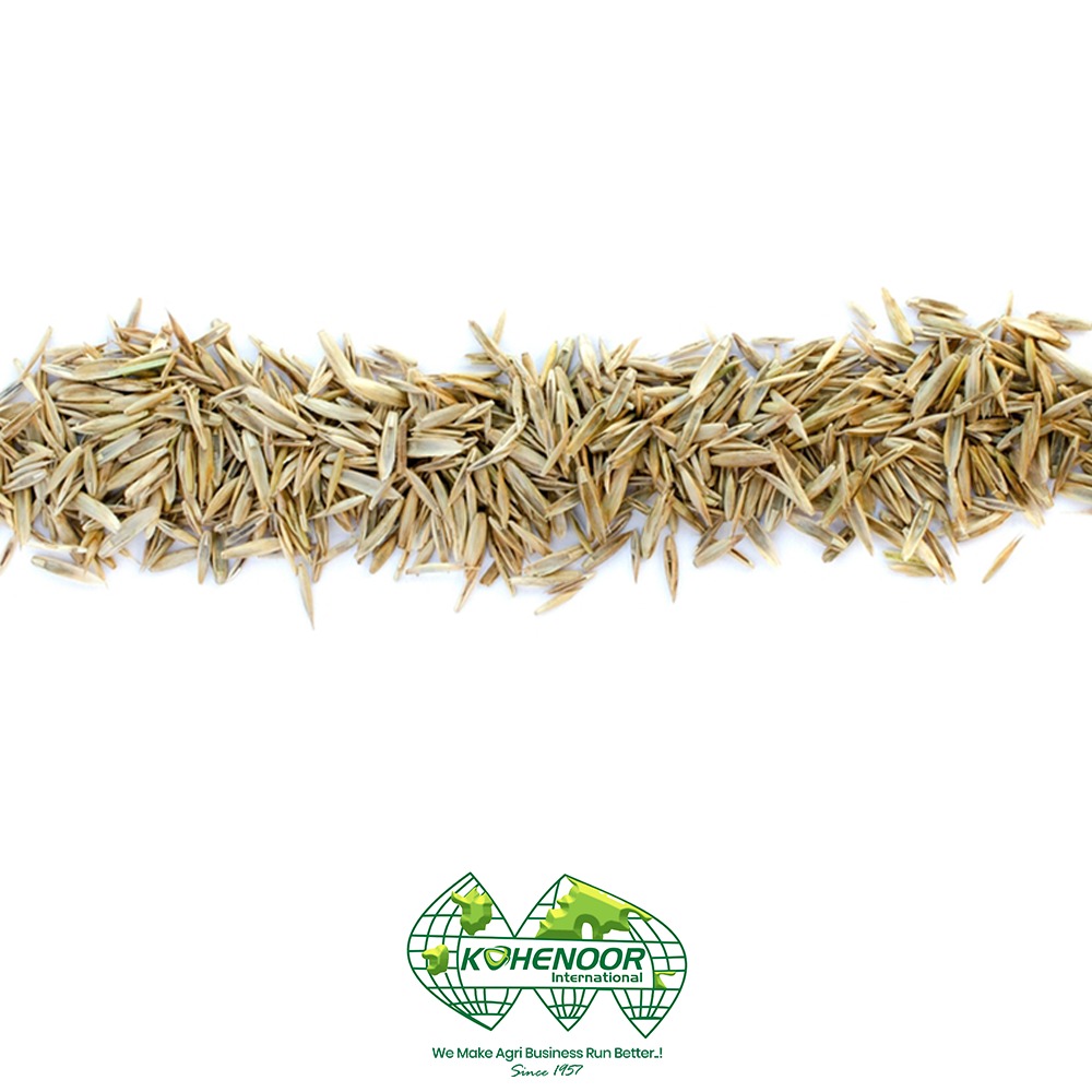 ryegrass 2.jpeg