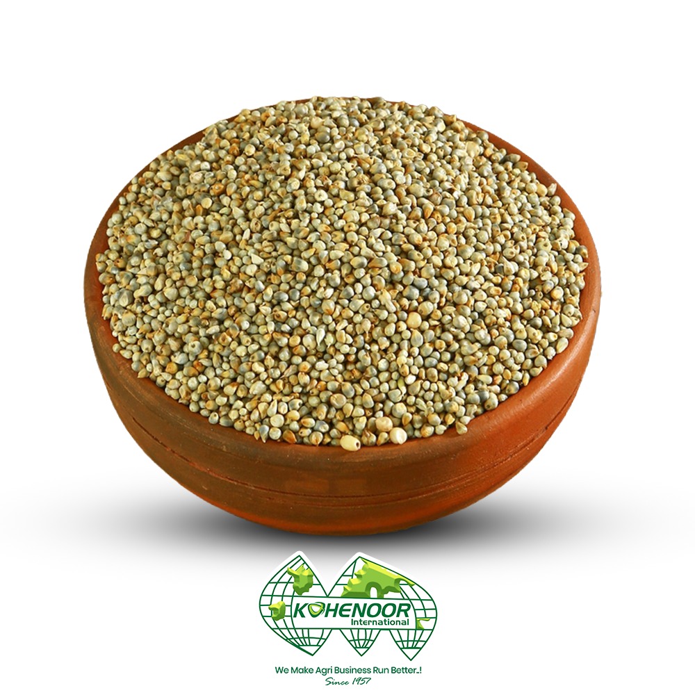 Pearl Millet (Pennisetum glaucum)