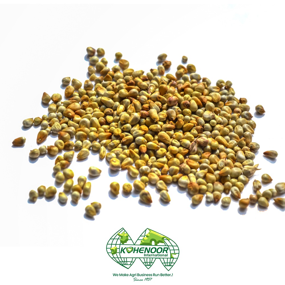 pearl  millet 3.jpeg