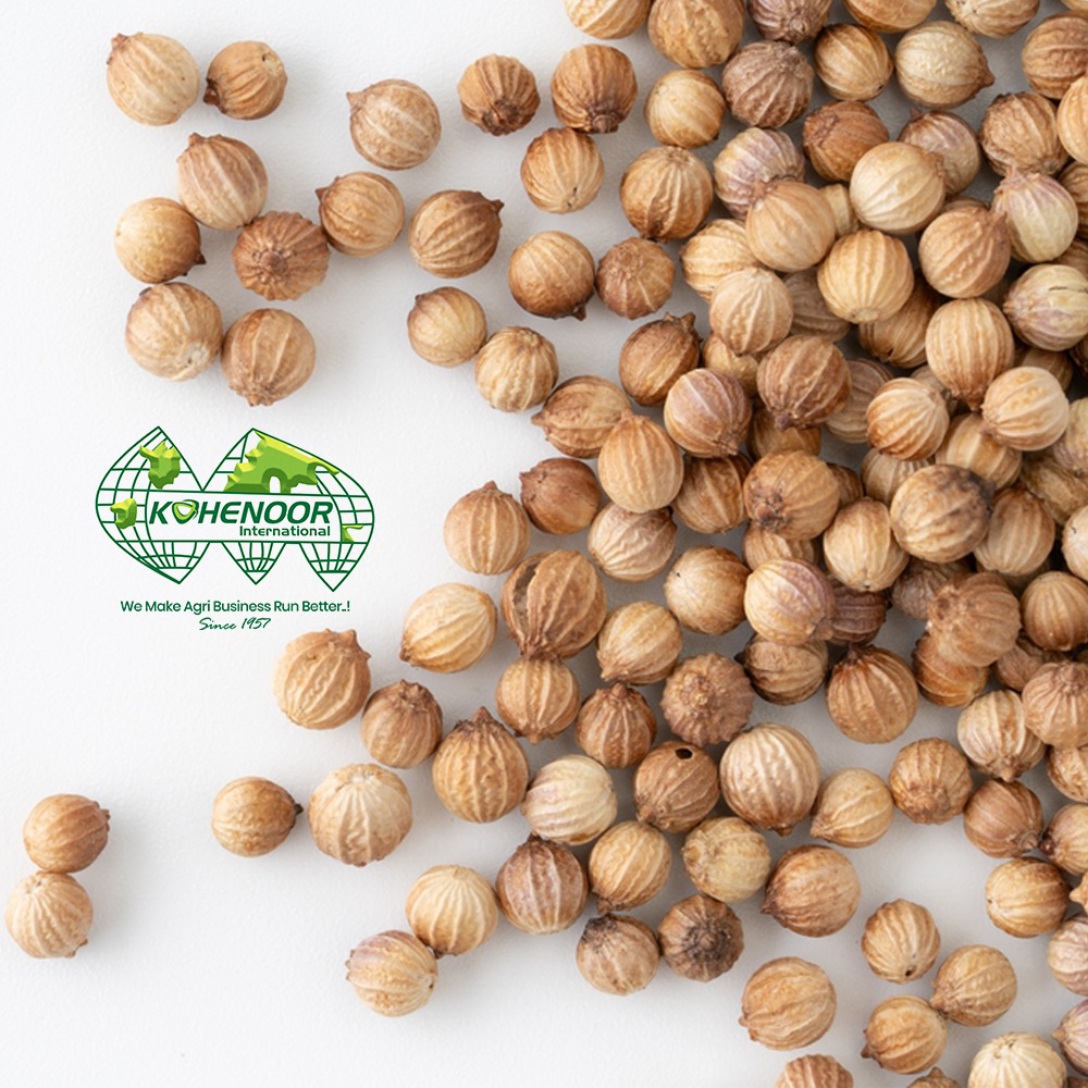 Coriander 3.jpeg