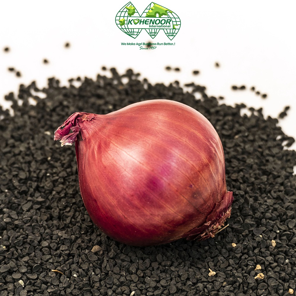 Onion seeds (Allium cepa)