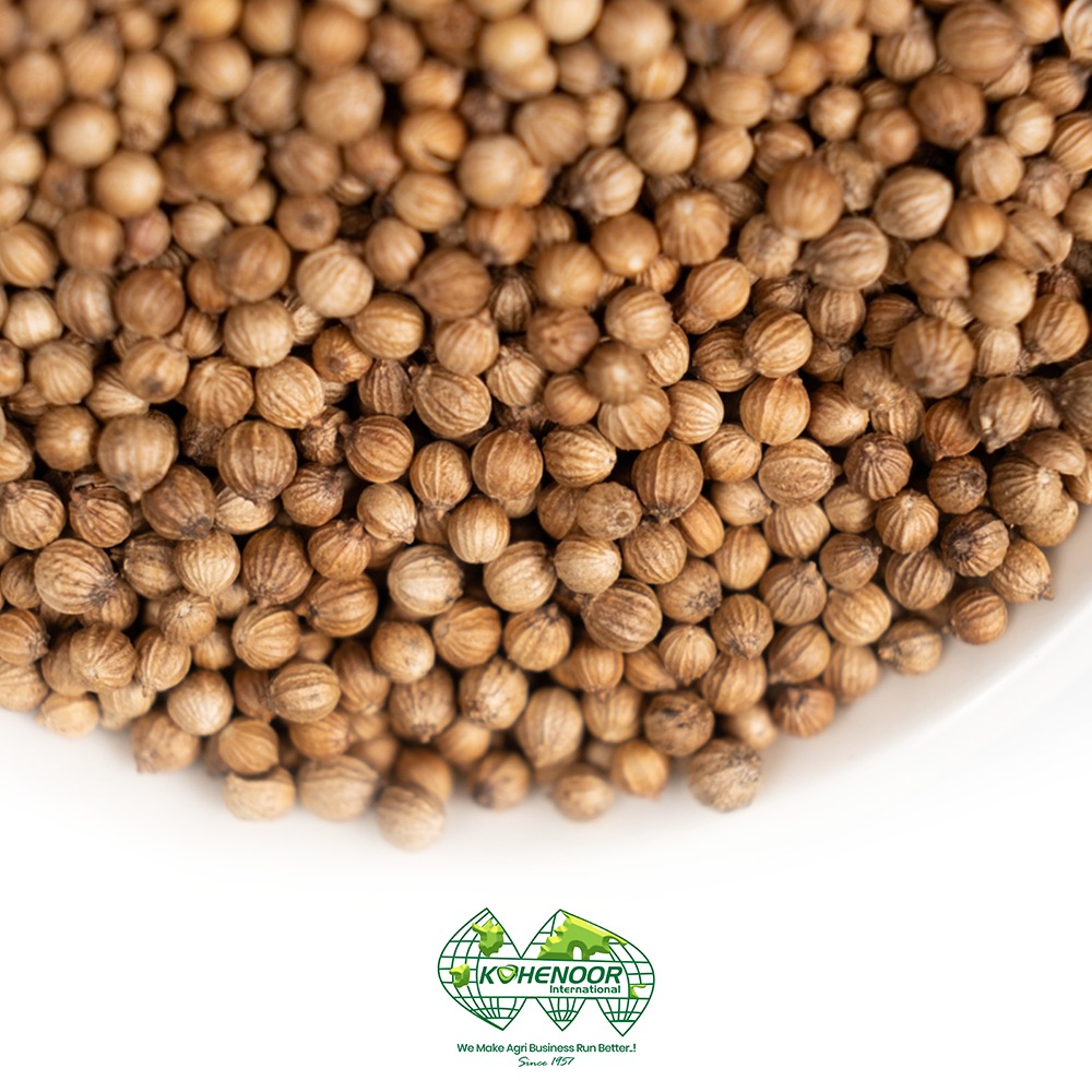 Coriander 4 .jpeg