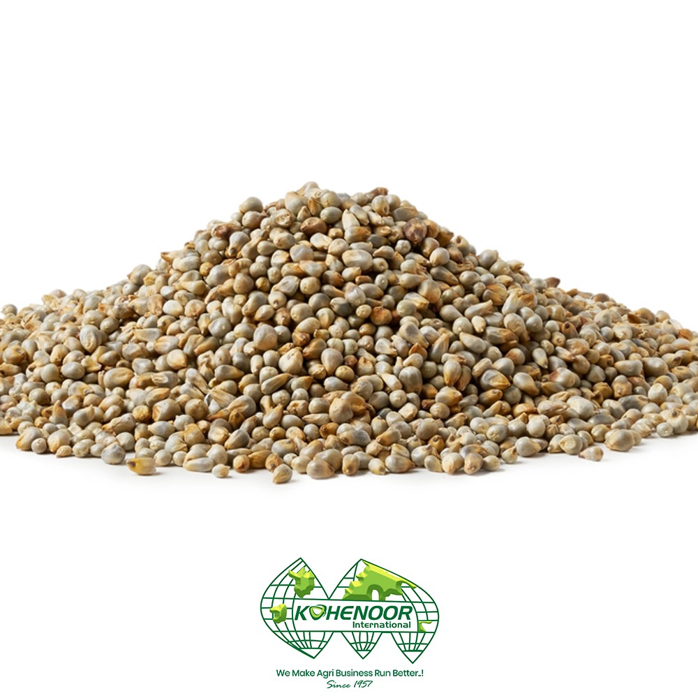 pearl millet 4.jpeg