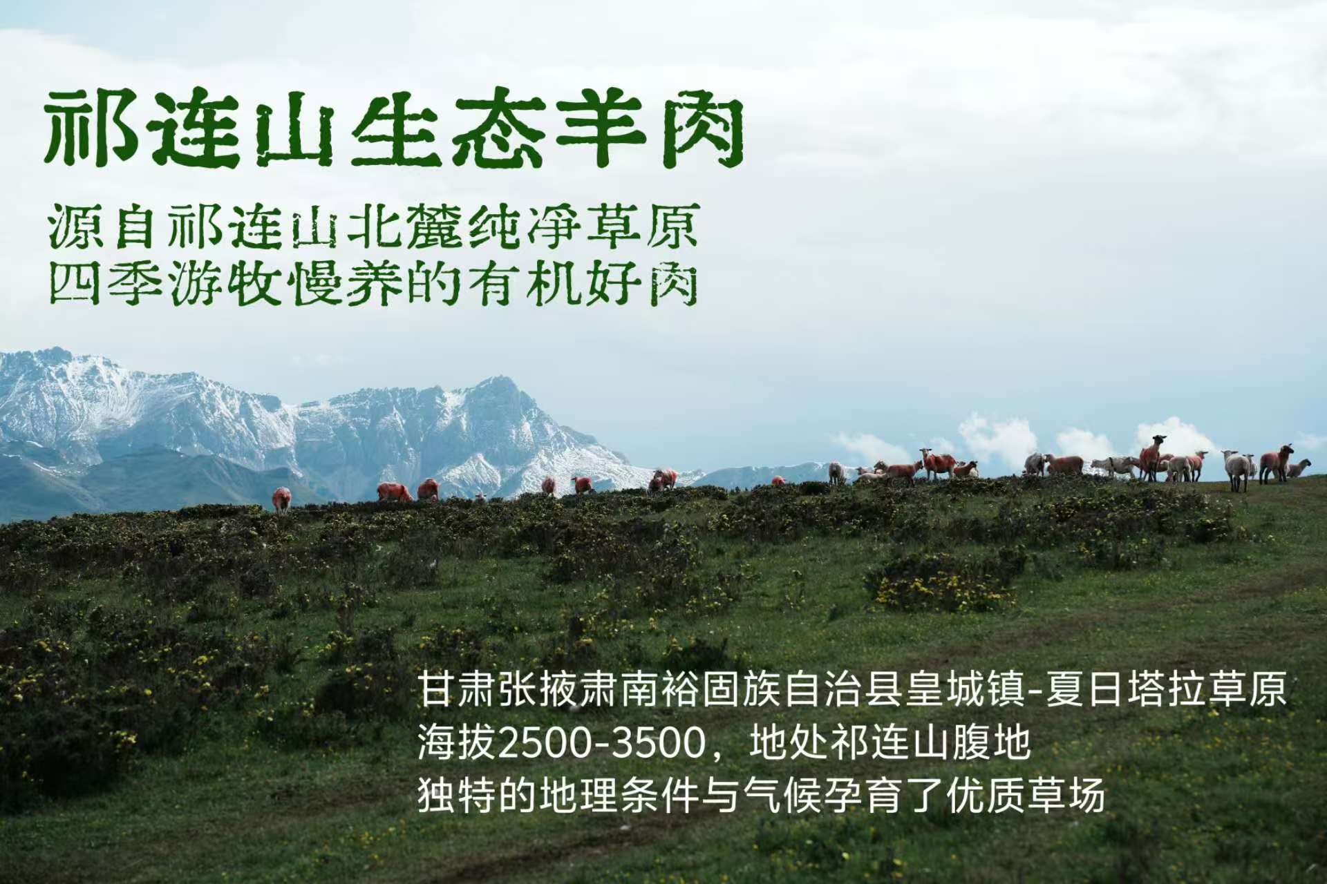 夏日牧場(chǎng)高山細(xì)毛羊肉