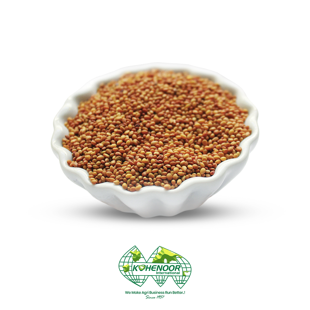 Berseem seeds(Trifolium alexandrinum)