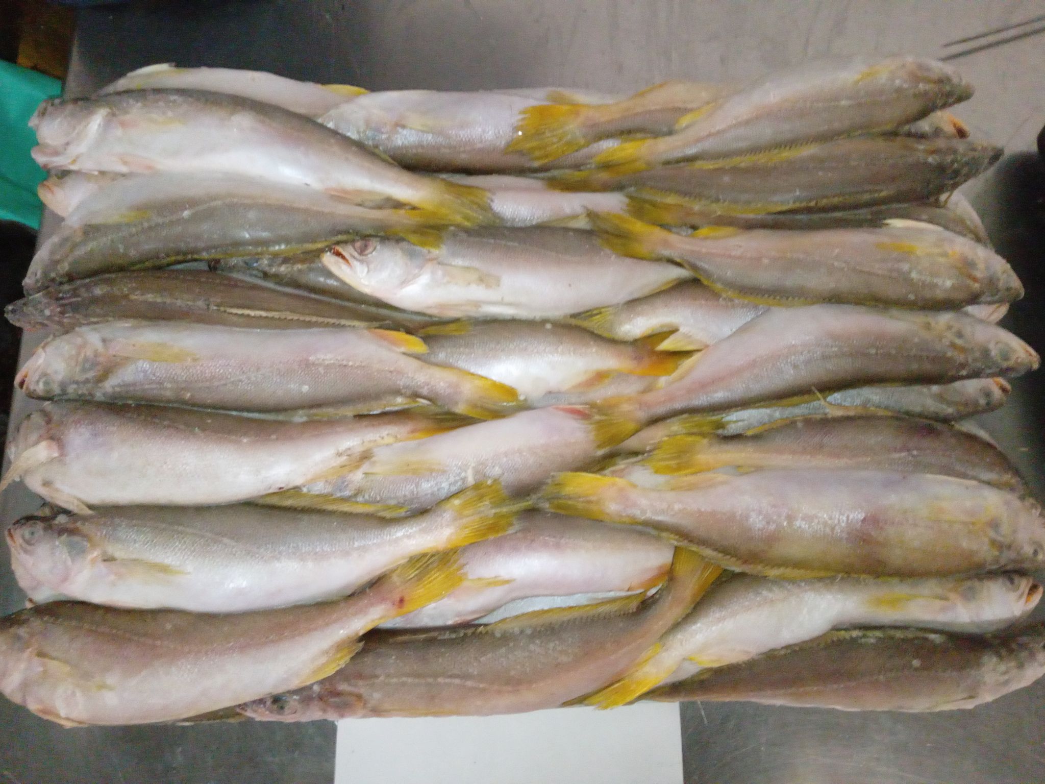 石首魚