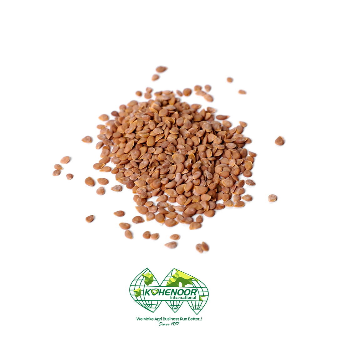 Tomato seeds