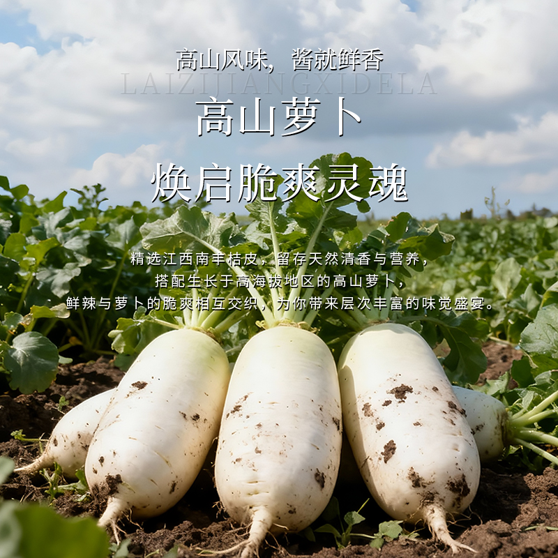 蘿卜9.jpg
