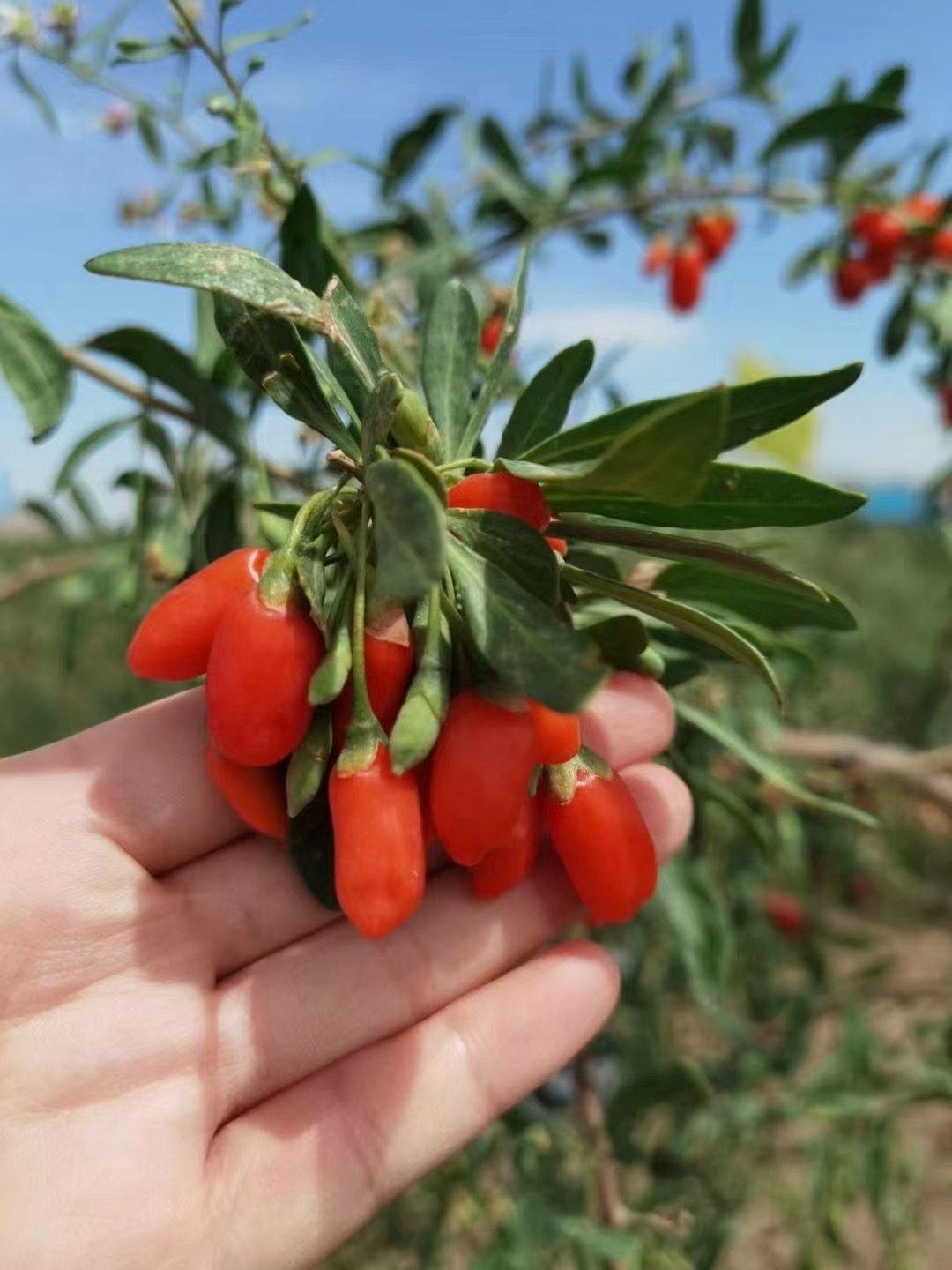 Ningxia Quantong Goji Supply Chain Man