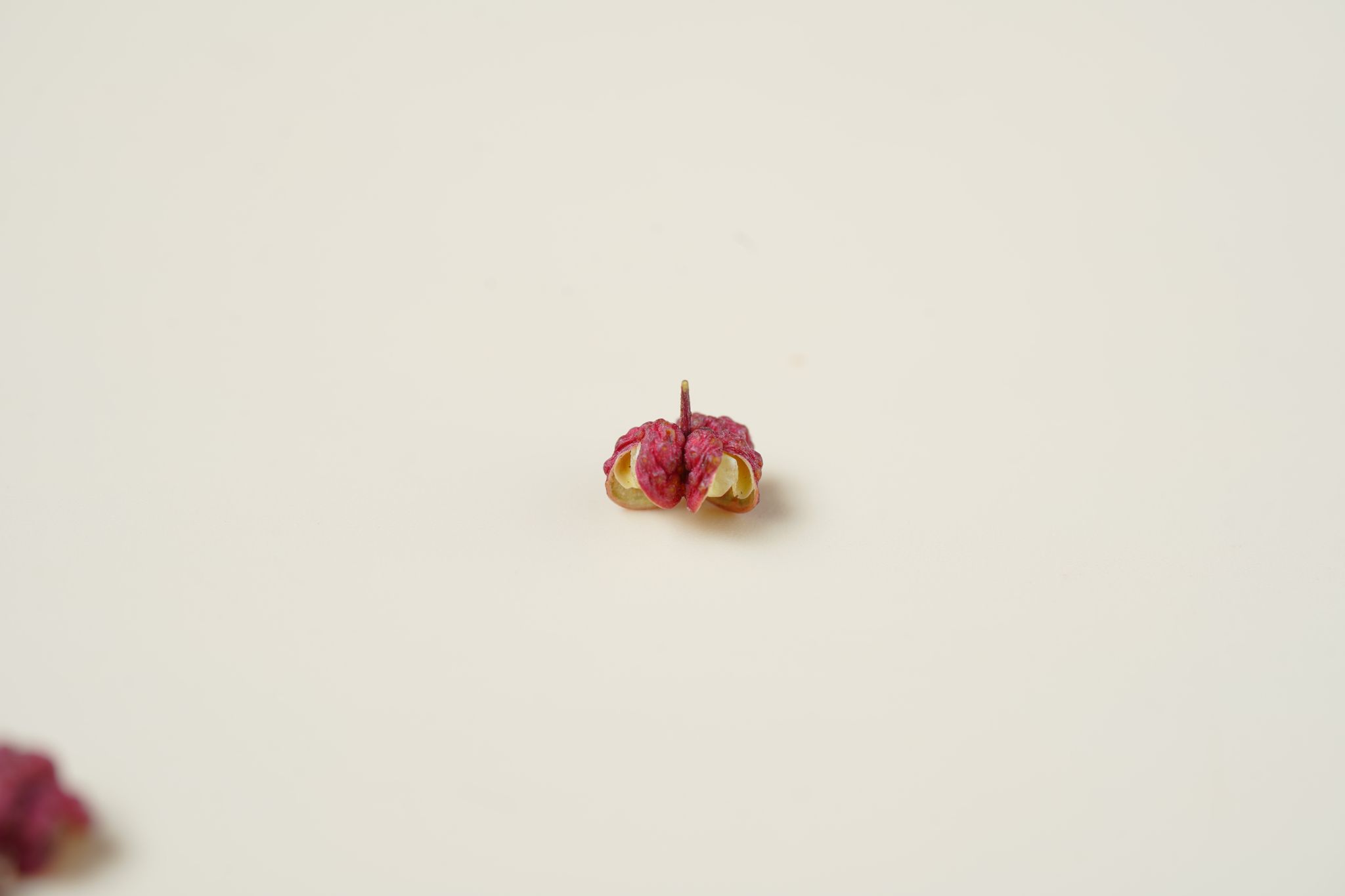 DSC03110_compressed.jpeg
