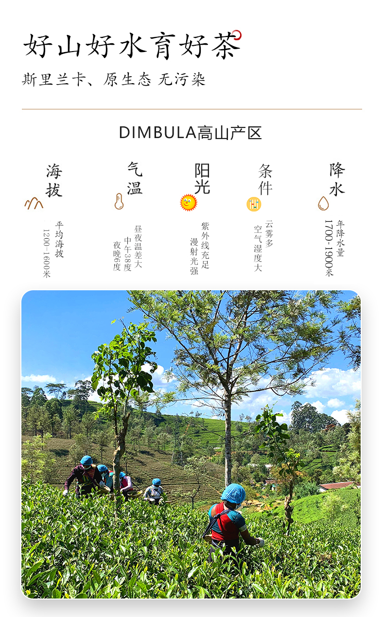 5采茶.jpg