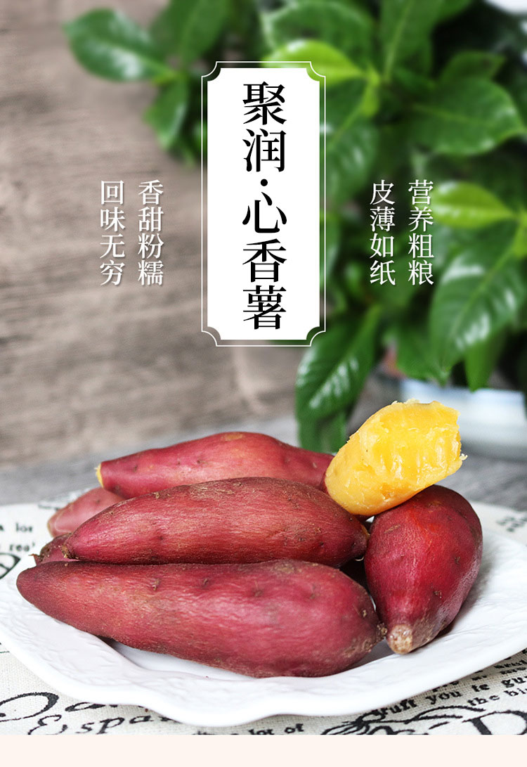 小香薯5-1.jpg