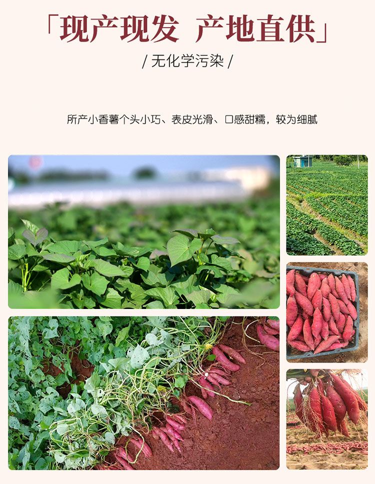 小香薯5-4.jpg