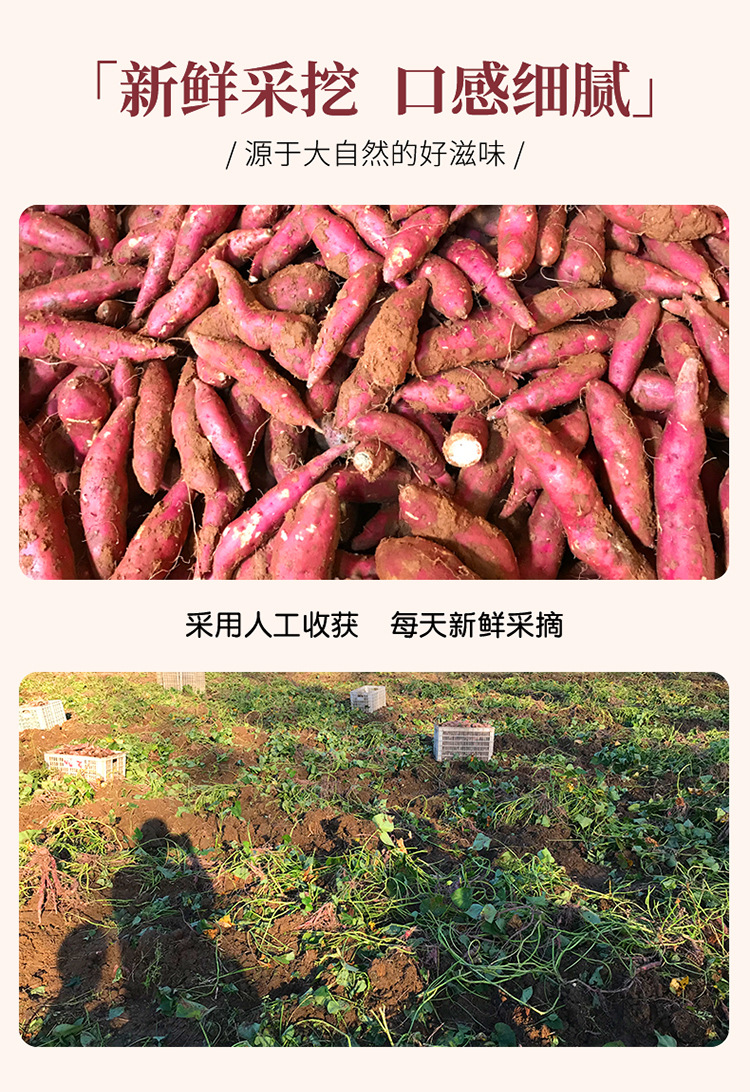 小香薯5-2.jpg