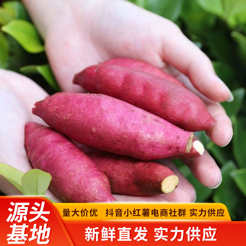 小香薯