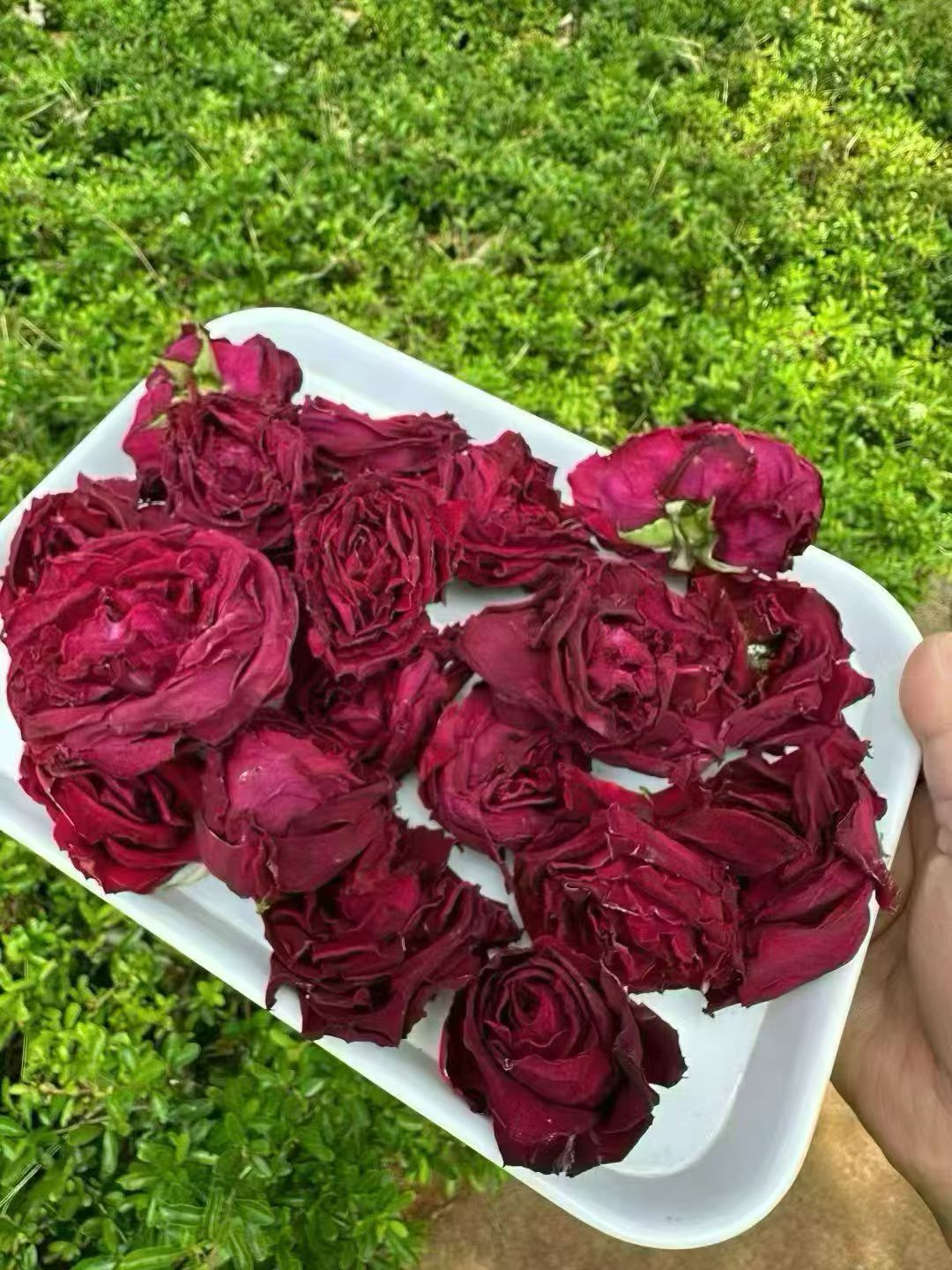 墨紅玫瑰