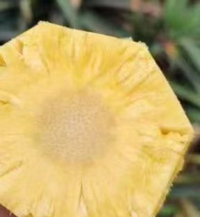 菠蘿