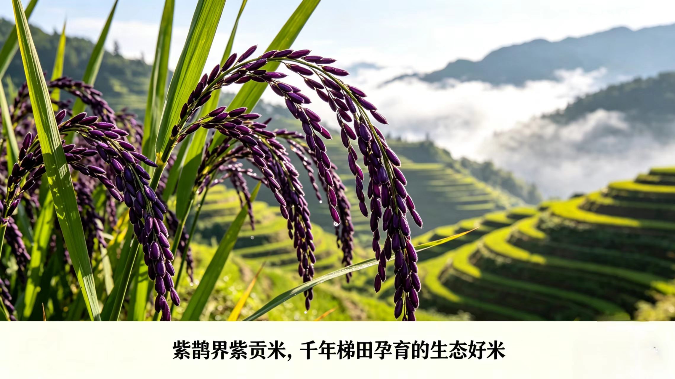 詳情頁3.jpg