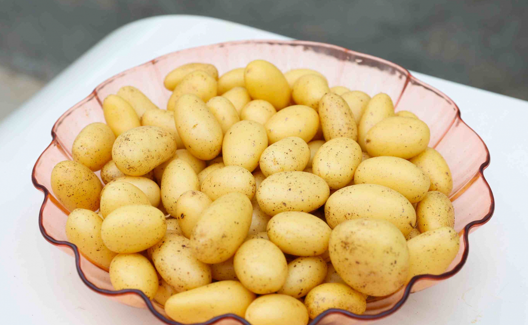 Pre‑basic Seed (Mini‑tuber)