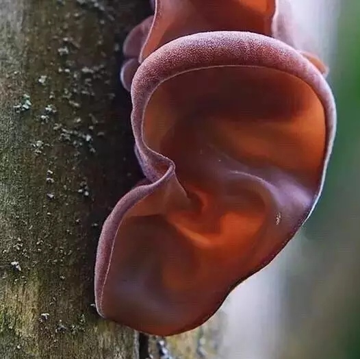 木耳