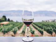 THE BEET - January 20