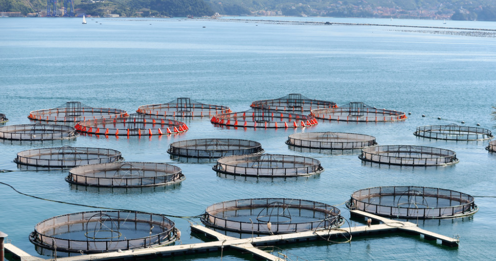 干制水產(chǎn)品的品種有哪些呢？