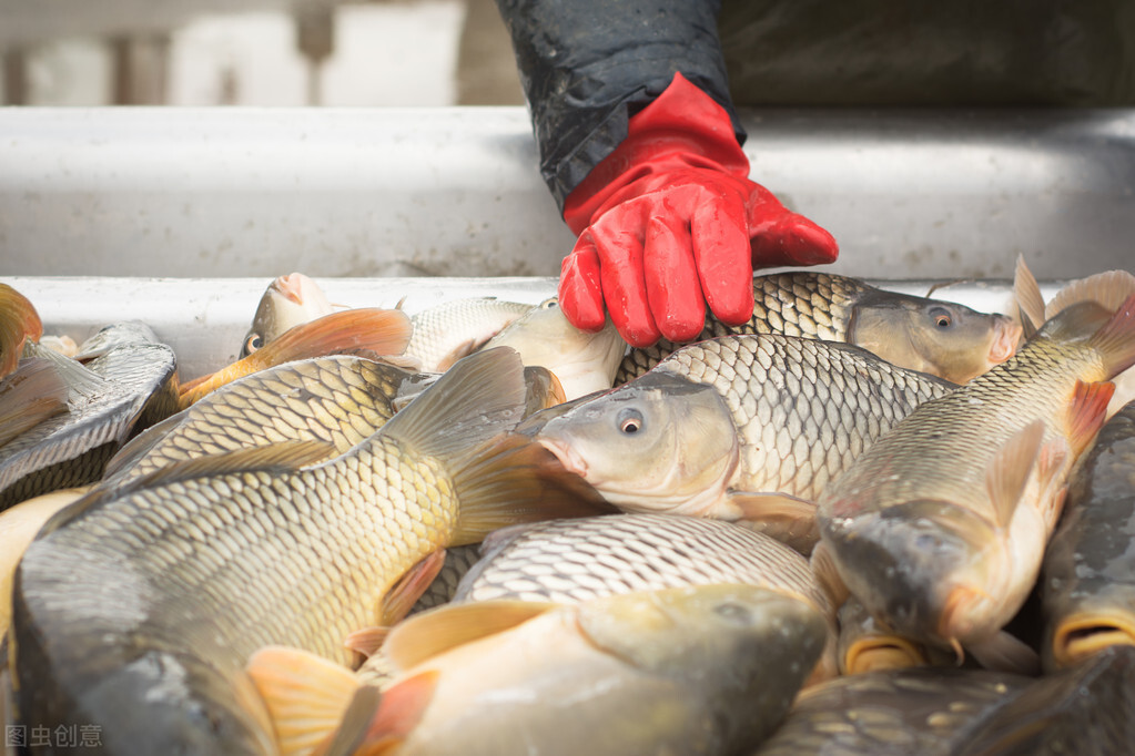 鮮活水產(chǎn)行業(yè)正在這樣發(fā)展！