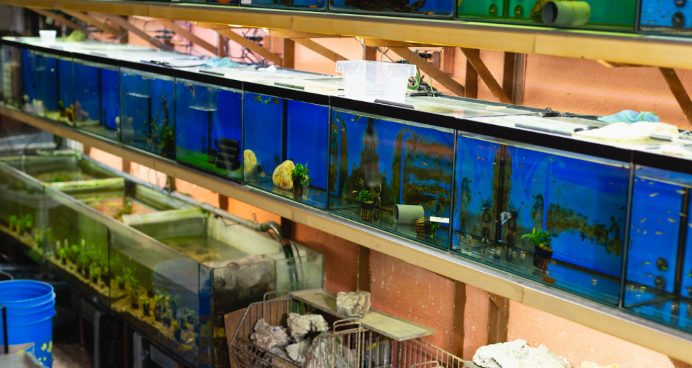 從食材到食品 水產(chǎn)品深加工之風正當時??！