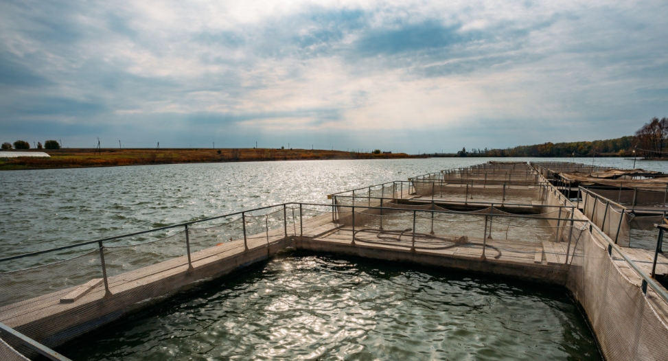 生食冷凍水產(chǎn)品該如何消毒殺菌？
